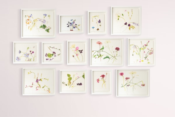 A Cabinet of Curiosities: 19th November - 16th December 2020